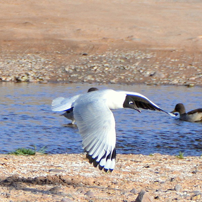 Frankllin's Gull